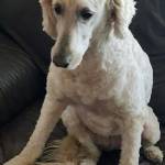 Photo of Sandy & Lily