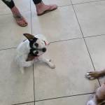 Photo of Mazzy, Chico & Stella