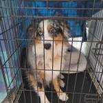 Photo of Neela & Bravo