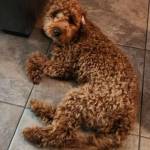 Photo of Oakley & Max