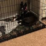 Photo of Gus / Halley