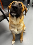 Photo of Kylo
