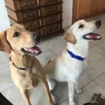 Photo of Remy and Willet