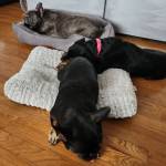 Photo of Prince-Roxy-Ruby