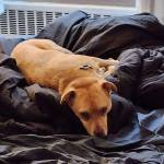 Photo of Baba Ganoush