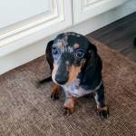 Photo of J.J., Jack & Jojo