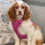 Photo of Buddy & Peaches