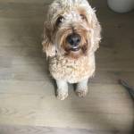 Photo of Kumbo / Bear