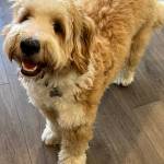 Photo of Scotch / Gunner