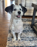 Photo of Django