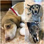 Photo of Gus Gus, Swish and Artemis