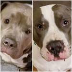 Photo of Zorro & Rocco