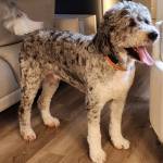 Photo of Dudley & Cooper