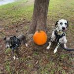 Photo of Zuko and Lambo