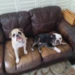 Photo of Albus, Narcissa, Rubee