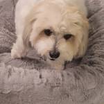 Photo of Roxie & Frankie