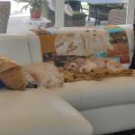 Photo of Fender & Gibson