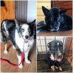 Photo of Sarah, Trixie & Shelby