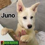 Photo of Juno