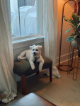 Photo of Ace
