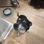 Photo of Spike / Pippi