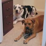 Photo of Duke & Linus