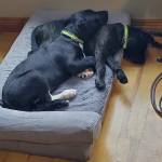 Photo of Bella & Souxsie