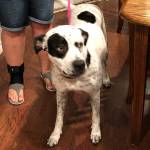 Photo of Cookie