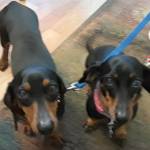 Photo of Heidi and Fritz