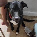 Photo of Boomer, Benny & Bella