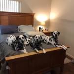 Photo of Rookie/Smokey/Chief