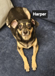 Photo of Harper