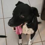 Photo of Rosie & Toby