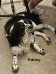 Photo of Honey