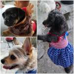 Photo of Sia/ Cossette/ Scruffy/ Melanie