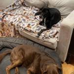 Photo of Lua and Houston