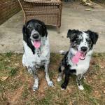 Photo of Bandit & Oliver