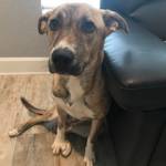 Photo of Sasha Lucky and Shaggy