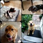 Photo of Cassie, Riley, Charlie & Bandit