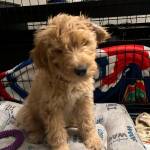 Photo of Darma / Cali