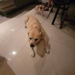 Photo of Maui, Riley & Charlotte