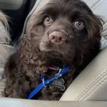 Photo of Daisy Bruner (15 wks), Dixie (8 mos), Pepper (9 yrs) & Bailey (10 yrs)