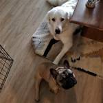 Photo of Bear and Brisket