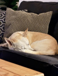 Photo of Yaki