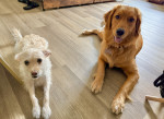Photo of Joey and Nala