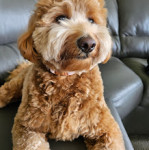 Photo of Ms Brie