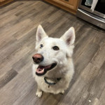 Photo of Jazzee