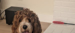 Photo of Theo