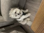 Photo of Benji