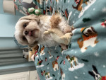 Photo of Gracie